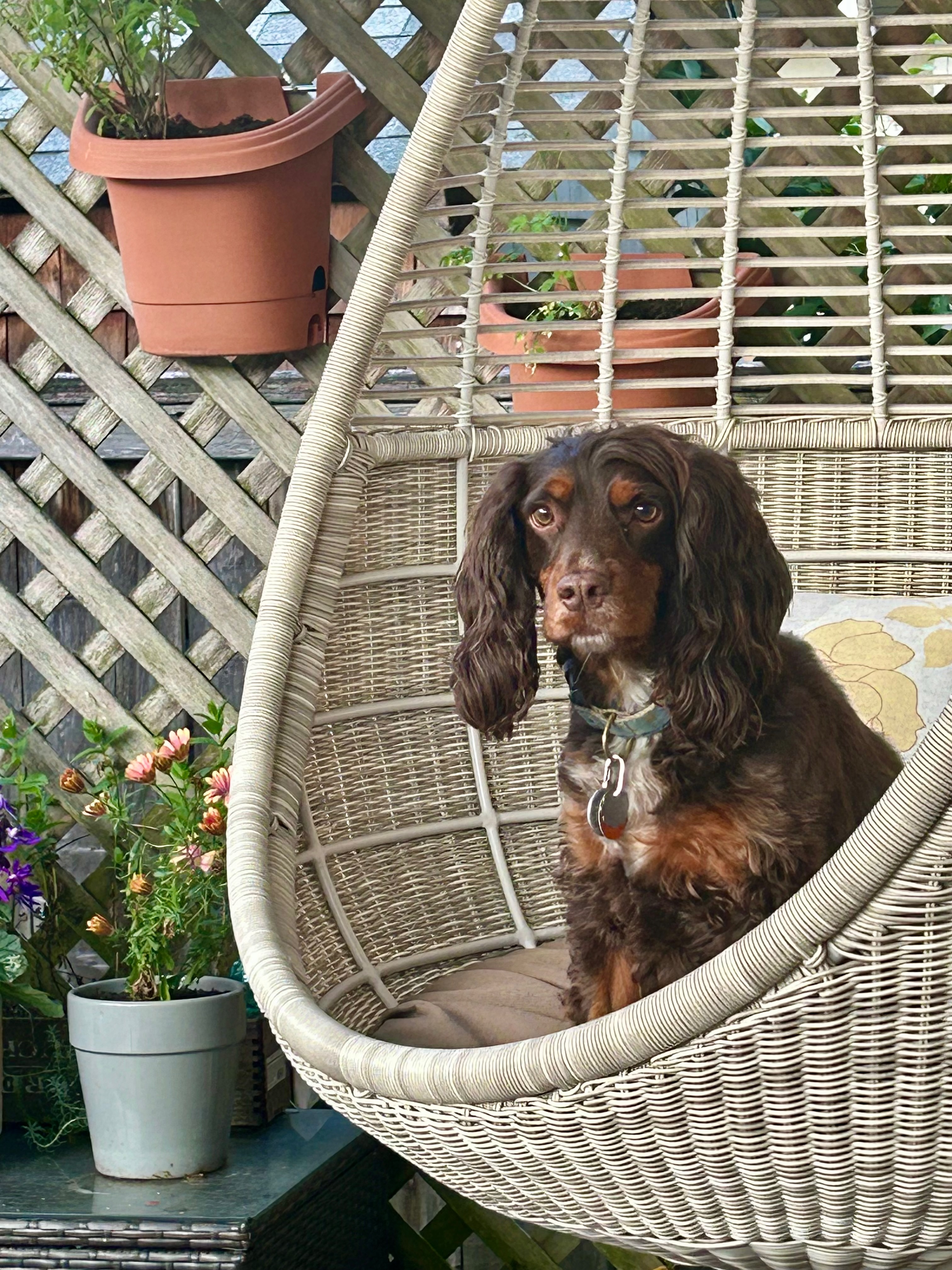 Olive, a brown spaniel with long, wavy ears sits inside a beige woven hanging egg chair, looking directly at the camera. The background features a wooden lattice trellis with hanging planters and a small pot of pink flowers.