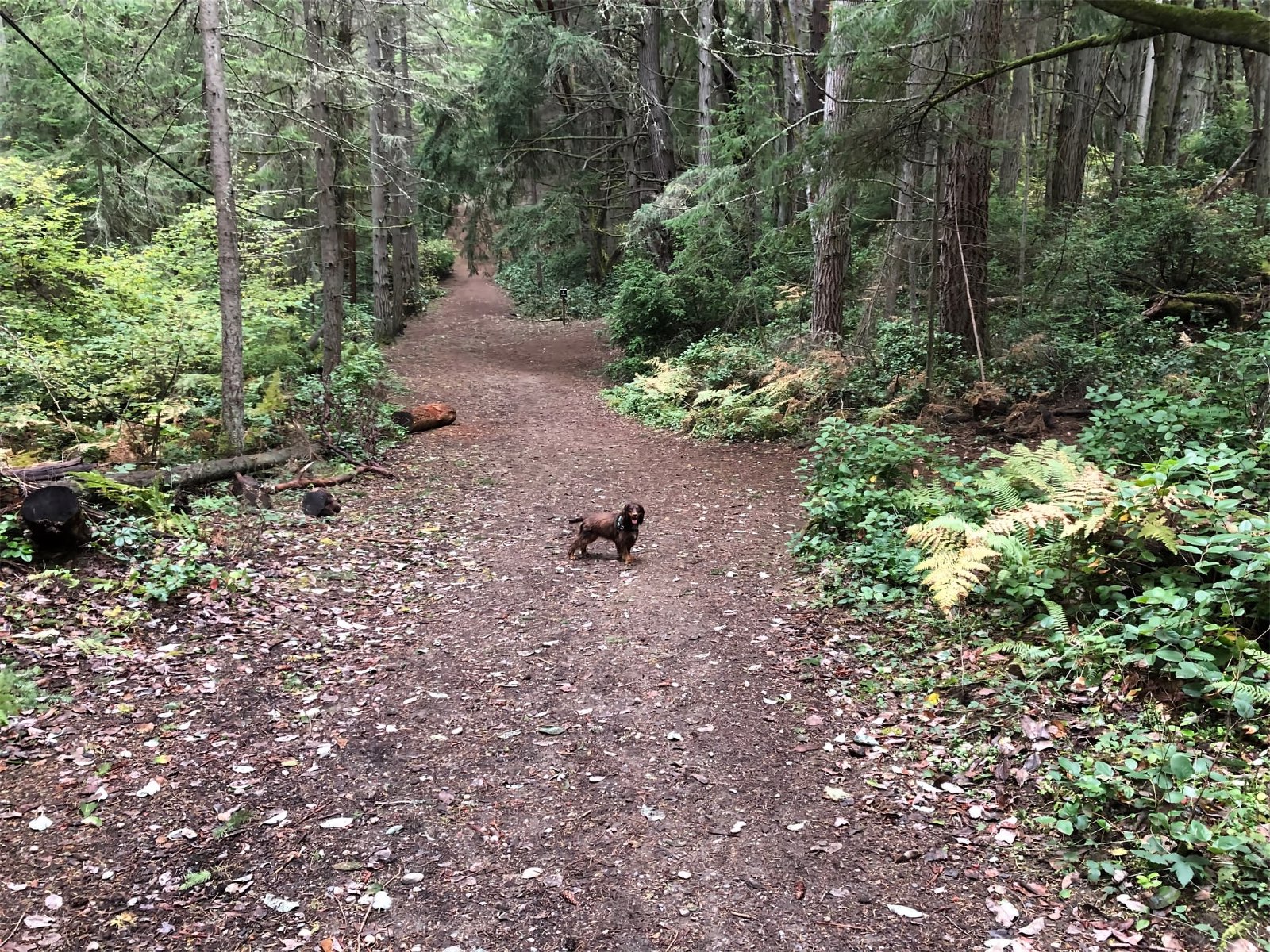 A serene forest trail winding through tall evergreen trees. The path is covered with brown dirt and scattered with fallen leaves. Dense greenery including ferns and shrubs line both sides of the trail. In the middle of the path stands Olive, a small liver and tan English Cocker Spaniel, looking back toward the camera. The forest has a lush, peaceful atmosphere with filtered light coming through the conifer canopy, creating a classic Pacific Northwest woodland scene. Fallen logs can be seen on the left side of the trail, and the path curves gently into the distance, disappearing among the trees.