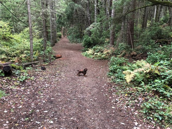 A serene forest trail winding through tall evergreen trees. The path is covered with brown dirt and scattered with fallen leaves. Dense greenery including ferns and shrubs line both sides of the trail. In the middle of the path stands Olive, a small liver and tan English Cocker Spaniel, looking back toward the camera. The forest has a lush, peaceful atmosphere with filtered light coming through the conifer canopy, creating a classic Pacific Northwest woodland scene. Fallen logs can be seen on the left side of the trail, and the path curves gently into the distance, disappearing among the trees.